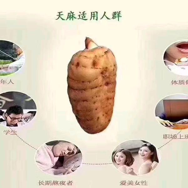鑫辰农业