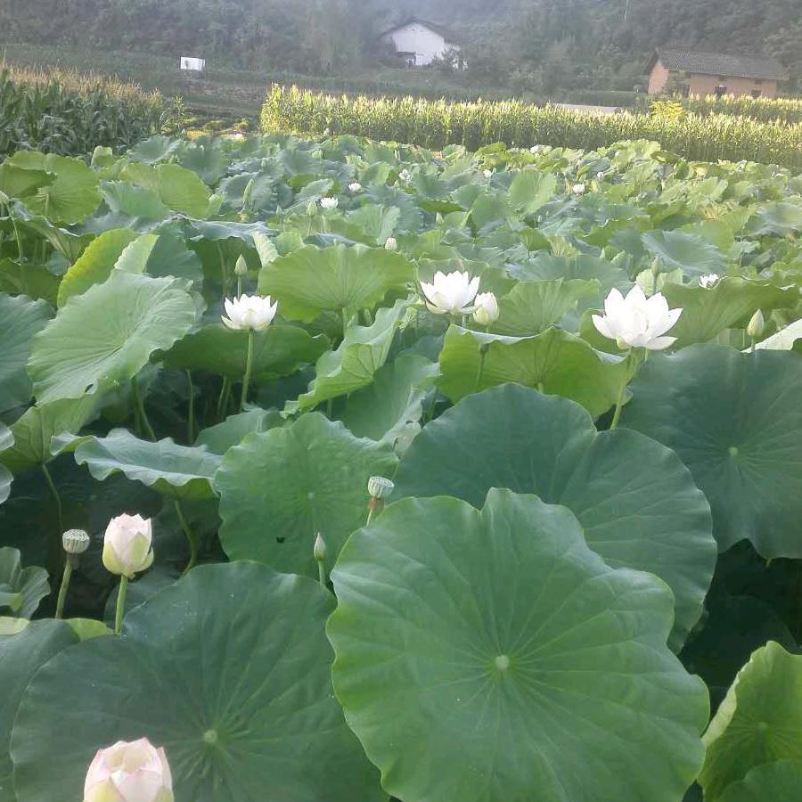 陌上花开♥