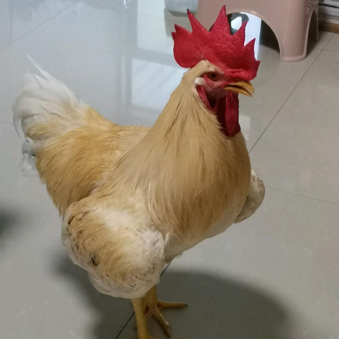 蓝玫（灵宝儿）