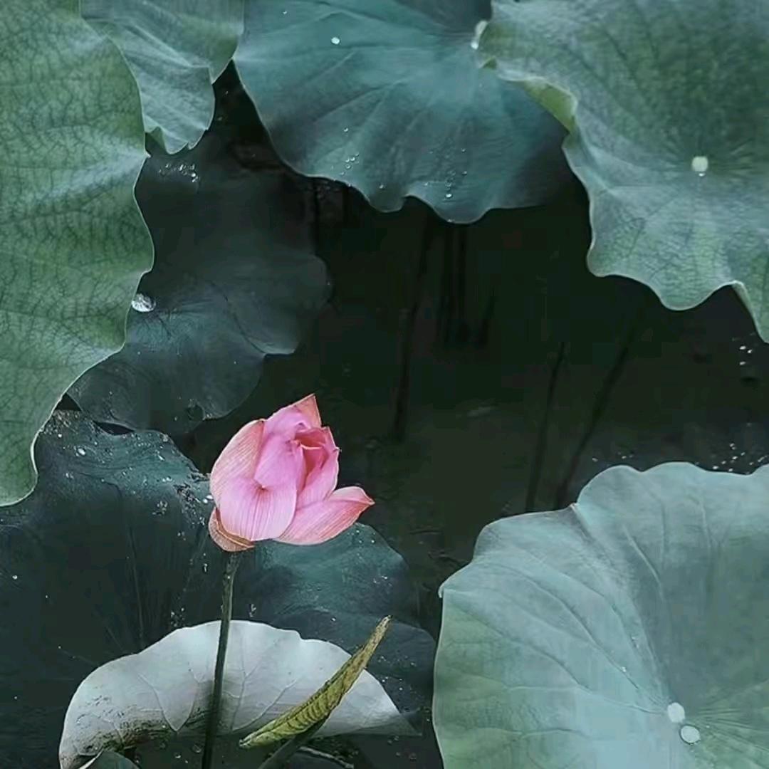 夏日清风
