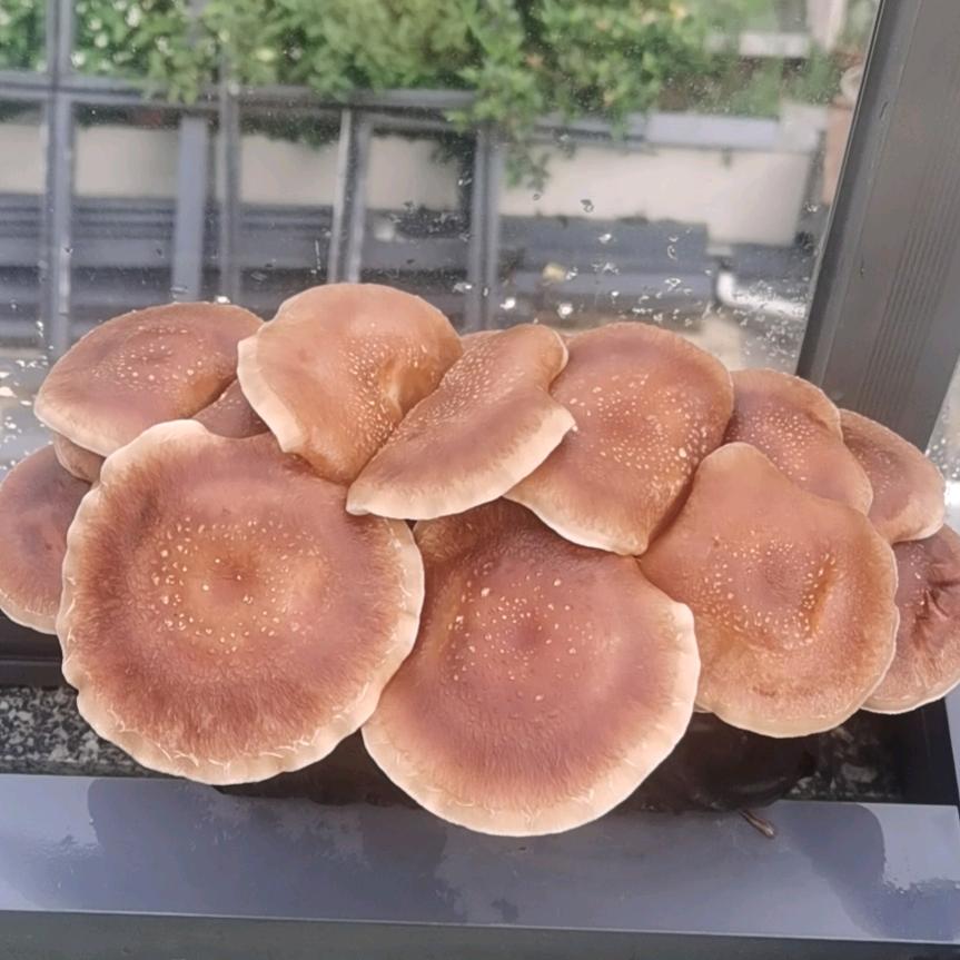 蓝不住看你王哪跑