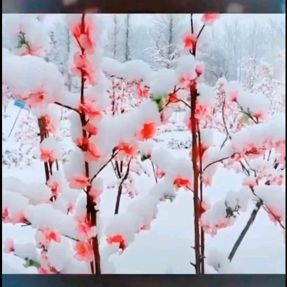 雪中梅