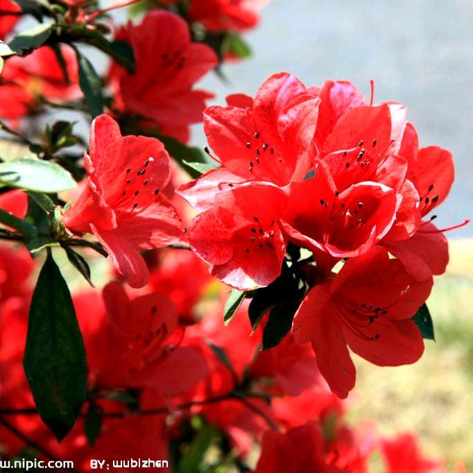 红梅 🌸花儿开