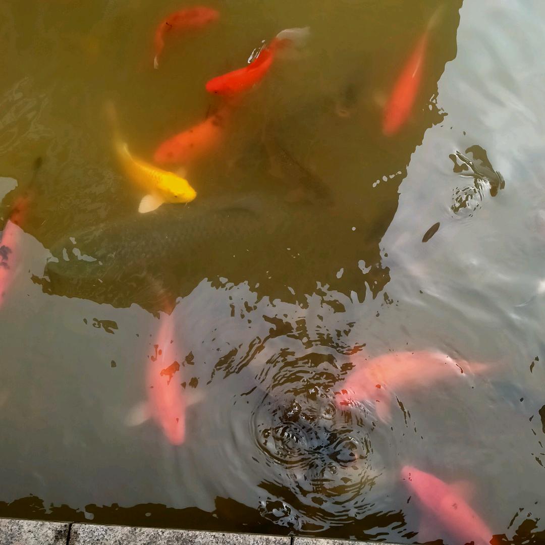 花花