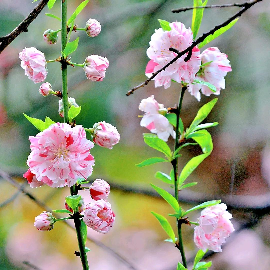 涵轩洋幸福一家人💞