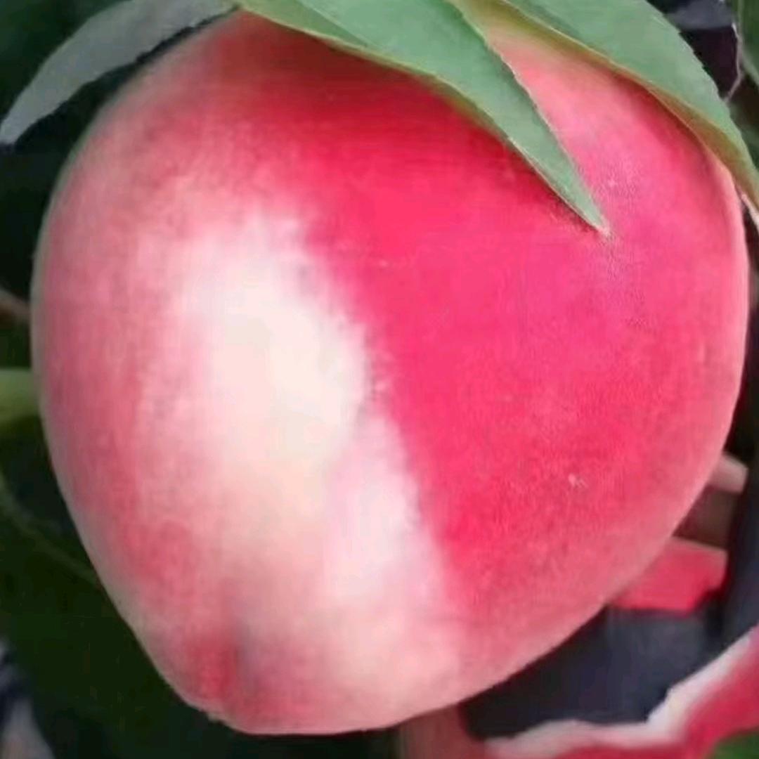 无声的世界