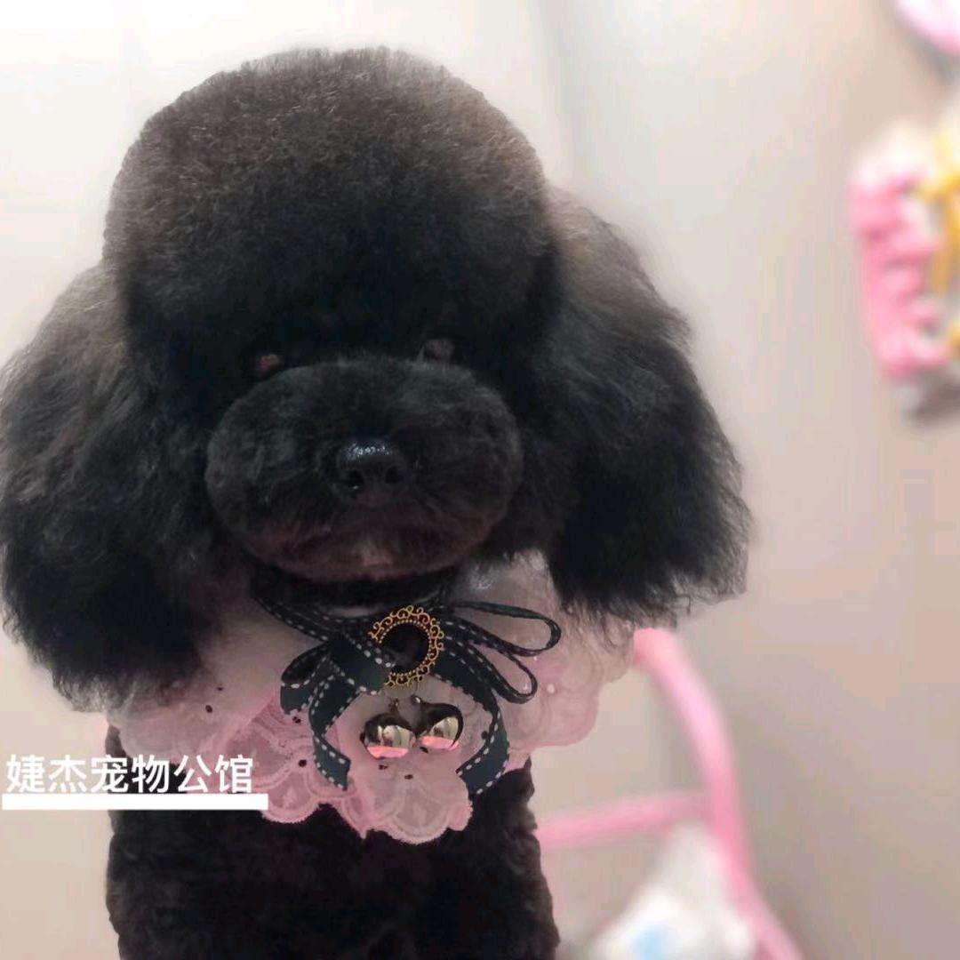 怀念我家多多一路走好🐕