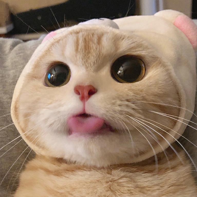 命运萌宠推文