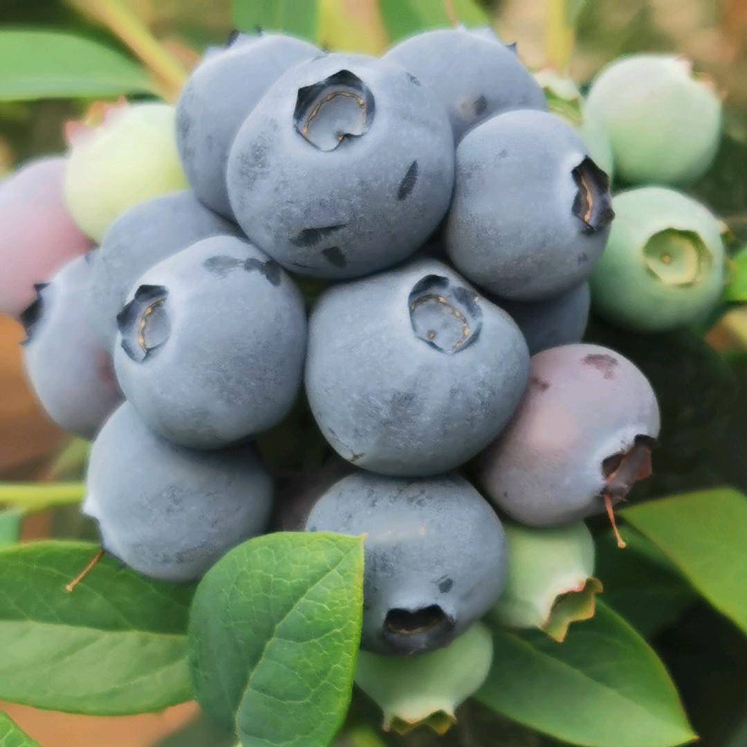 丹东鹏程蓝莓苗基地