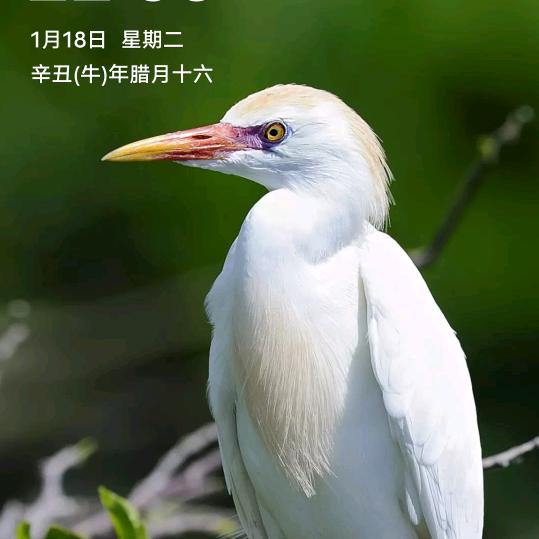 追浮云骑神马