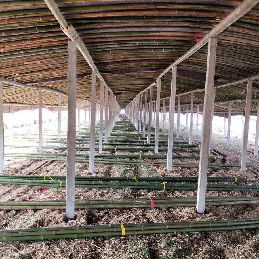 全国各地专业搭建养殖大棚，修棚