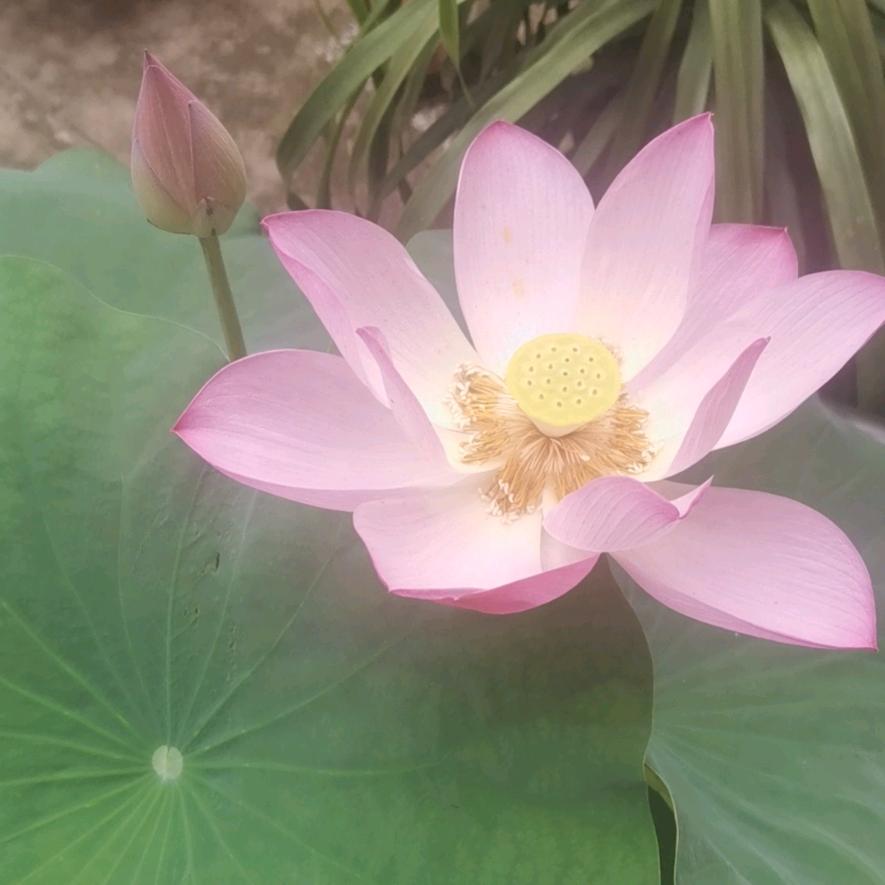 嘟嘟嘟又又又又