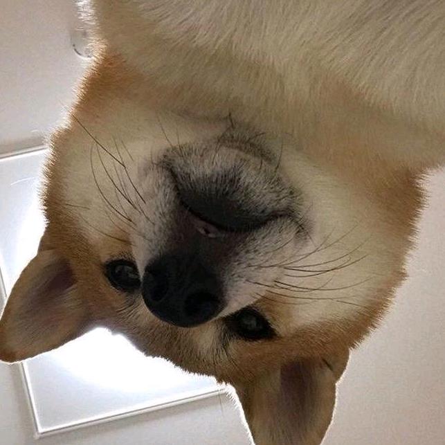 柯基