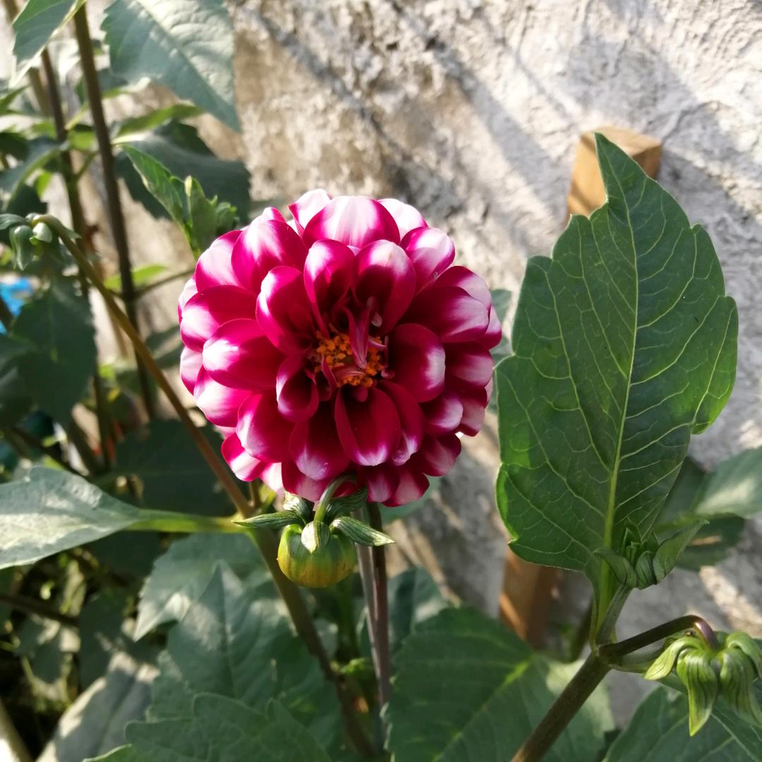 多余的余儿