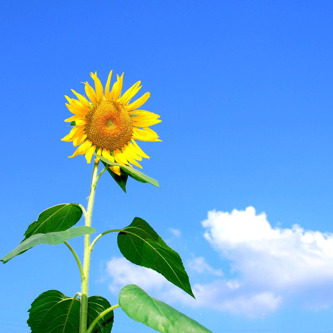 🌻   开心向日葵。