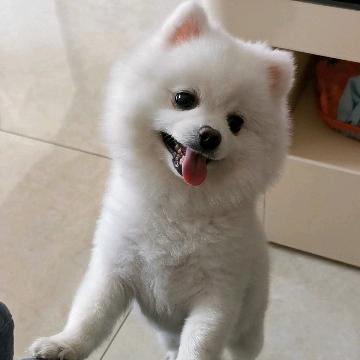 嘎土豆