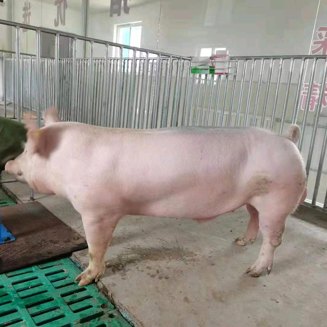 为猪哥
