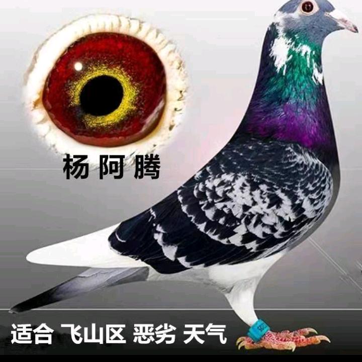 飞鸽