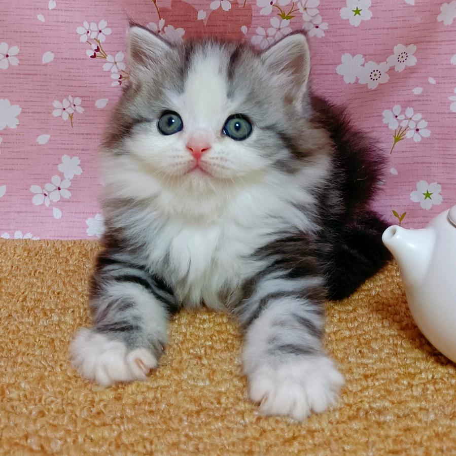 童话镇的小猫咪