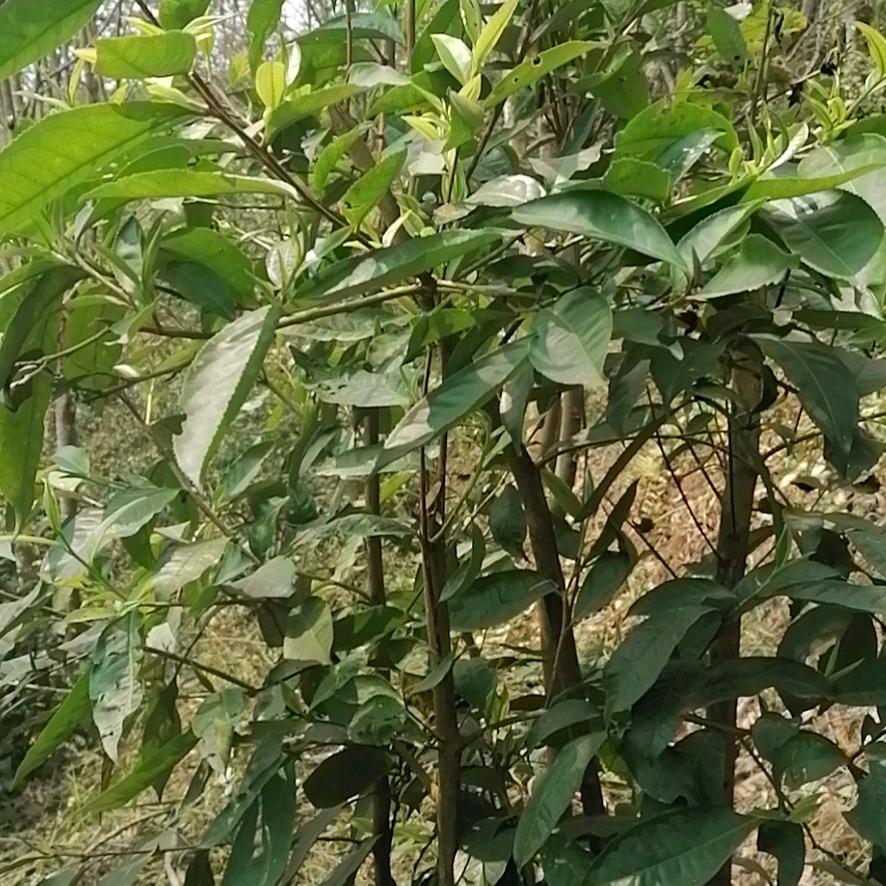 阿强哥的人生下半场