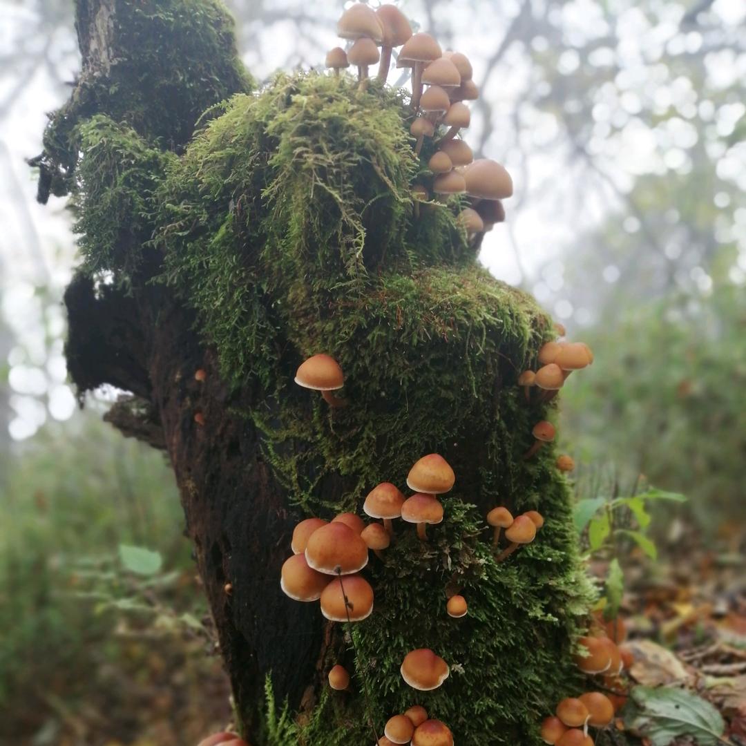 深山源