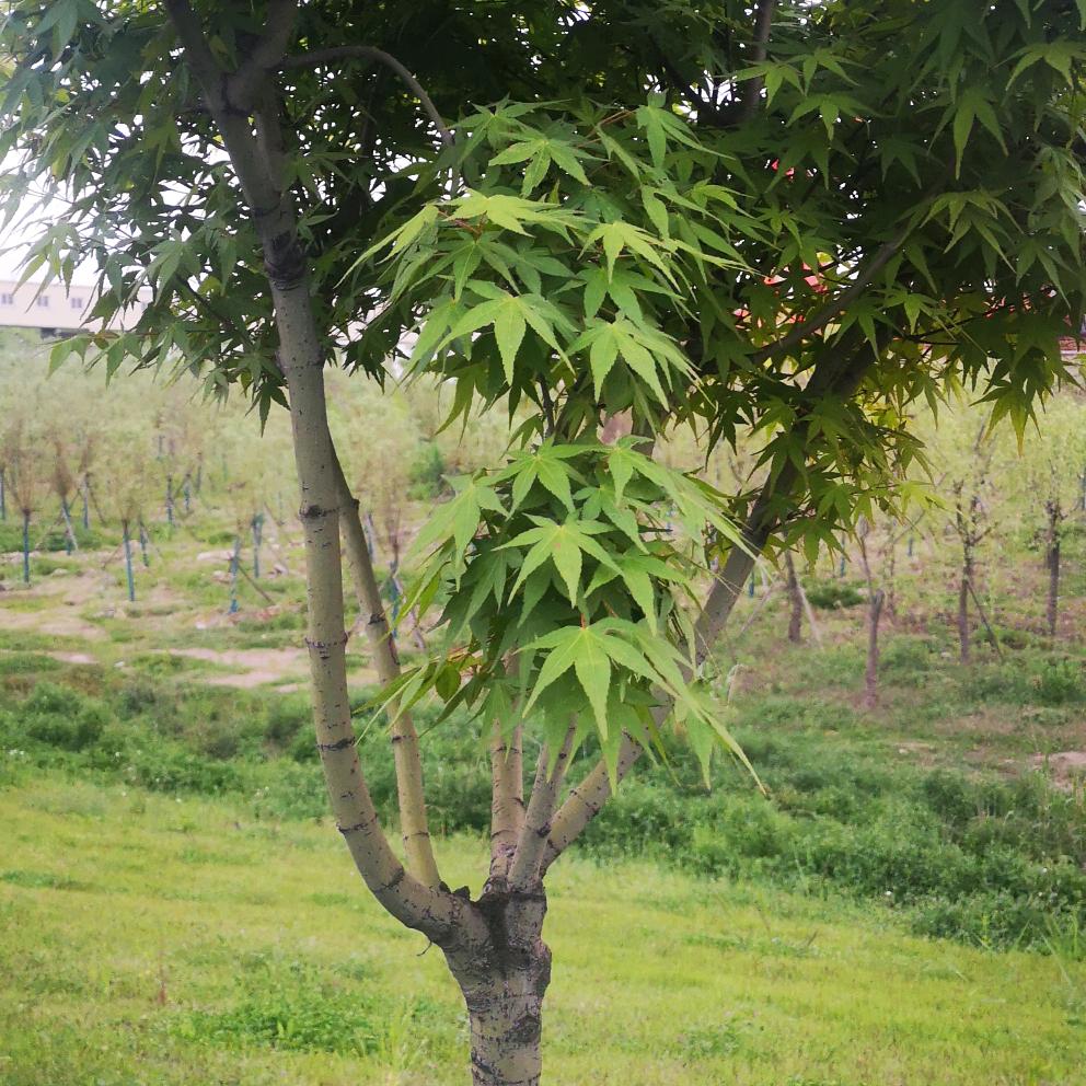 你若安好便是晴天