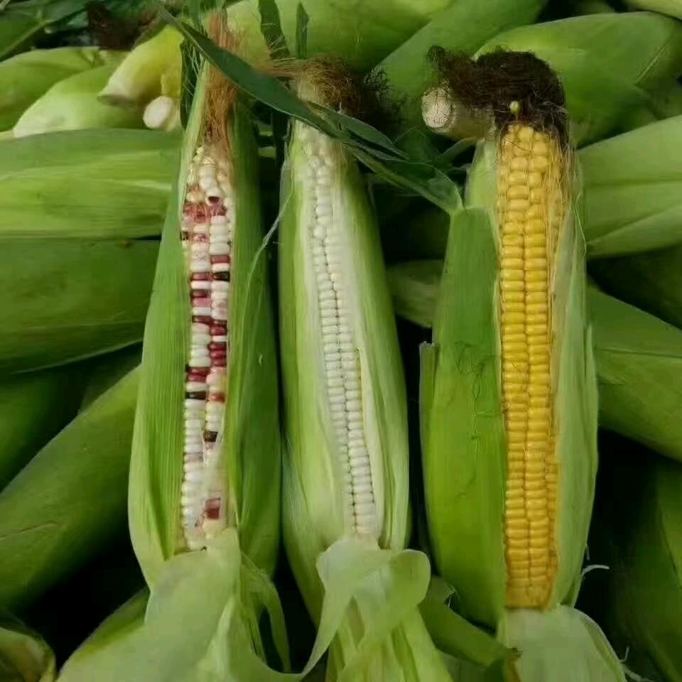 老丁鲜食玉米