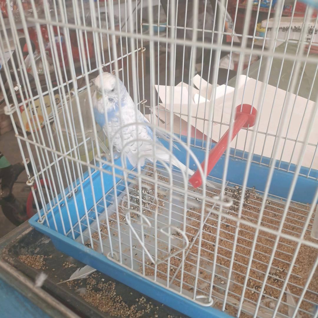 水芙蓉头像