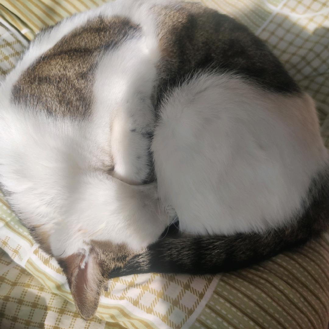 零玖🐱