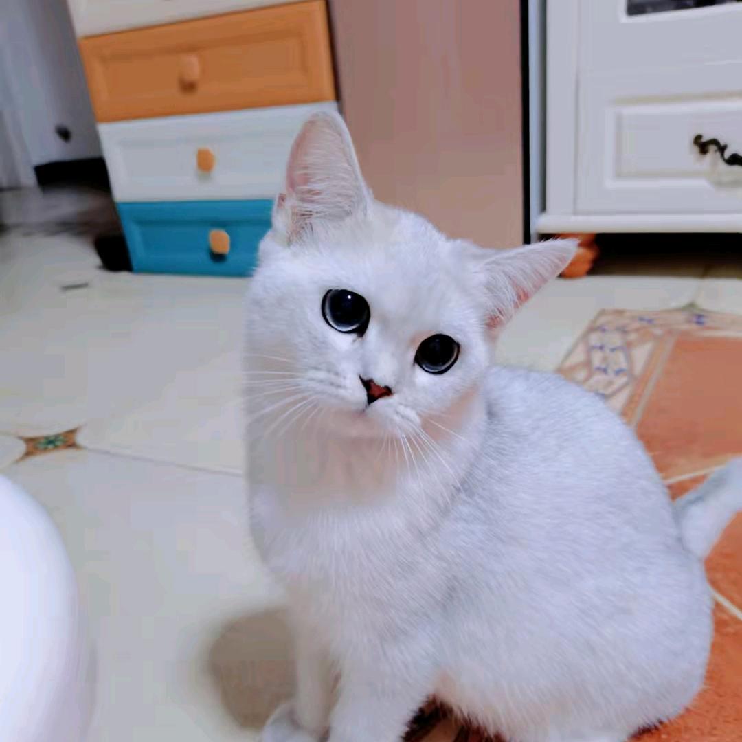 小新快过来