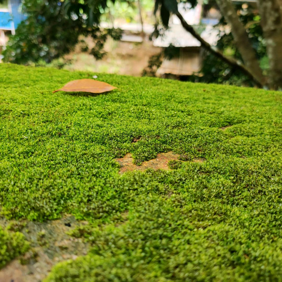 面包树