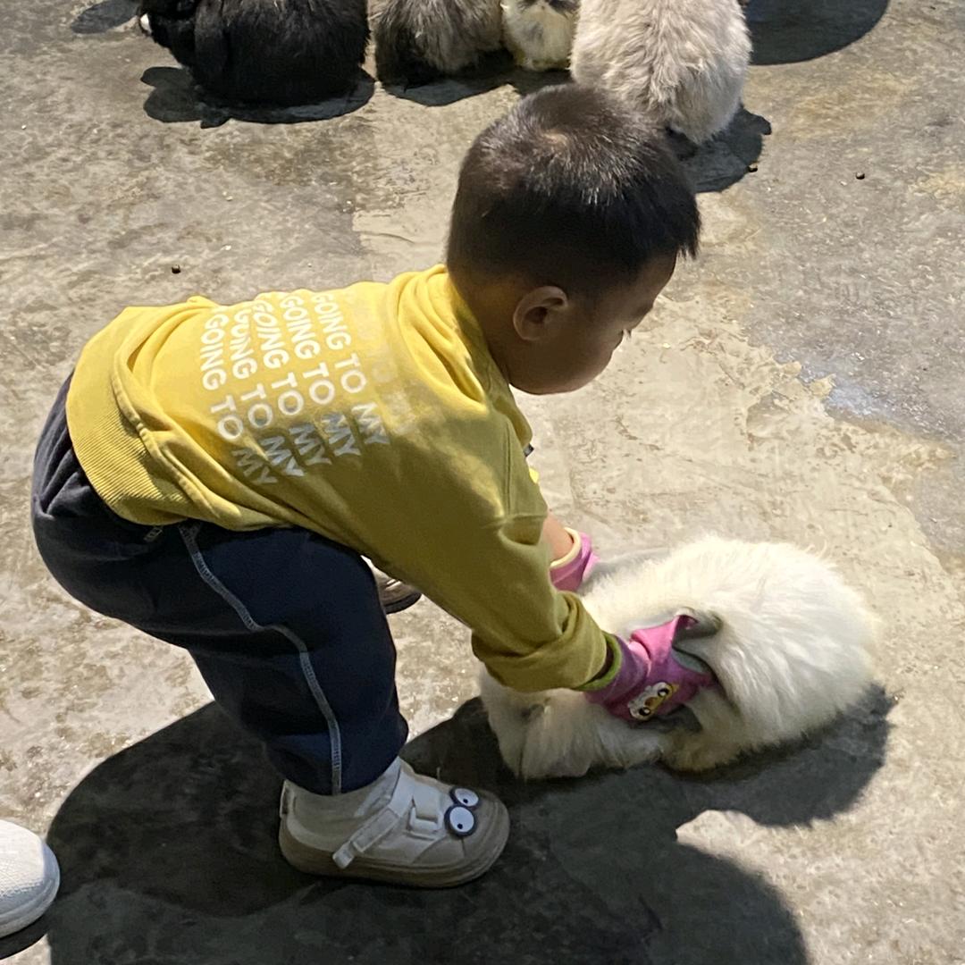 糯米团子🐮