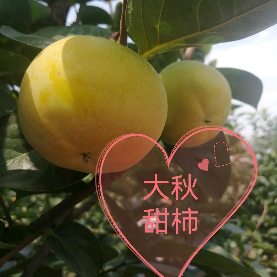 大秋甜柿张中利
