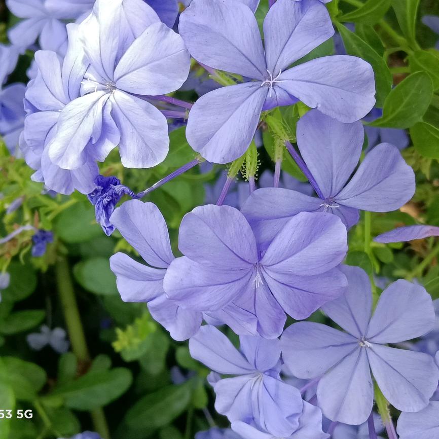 风趣的泡芙