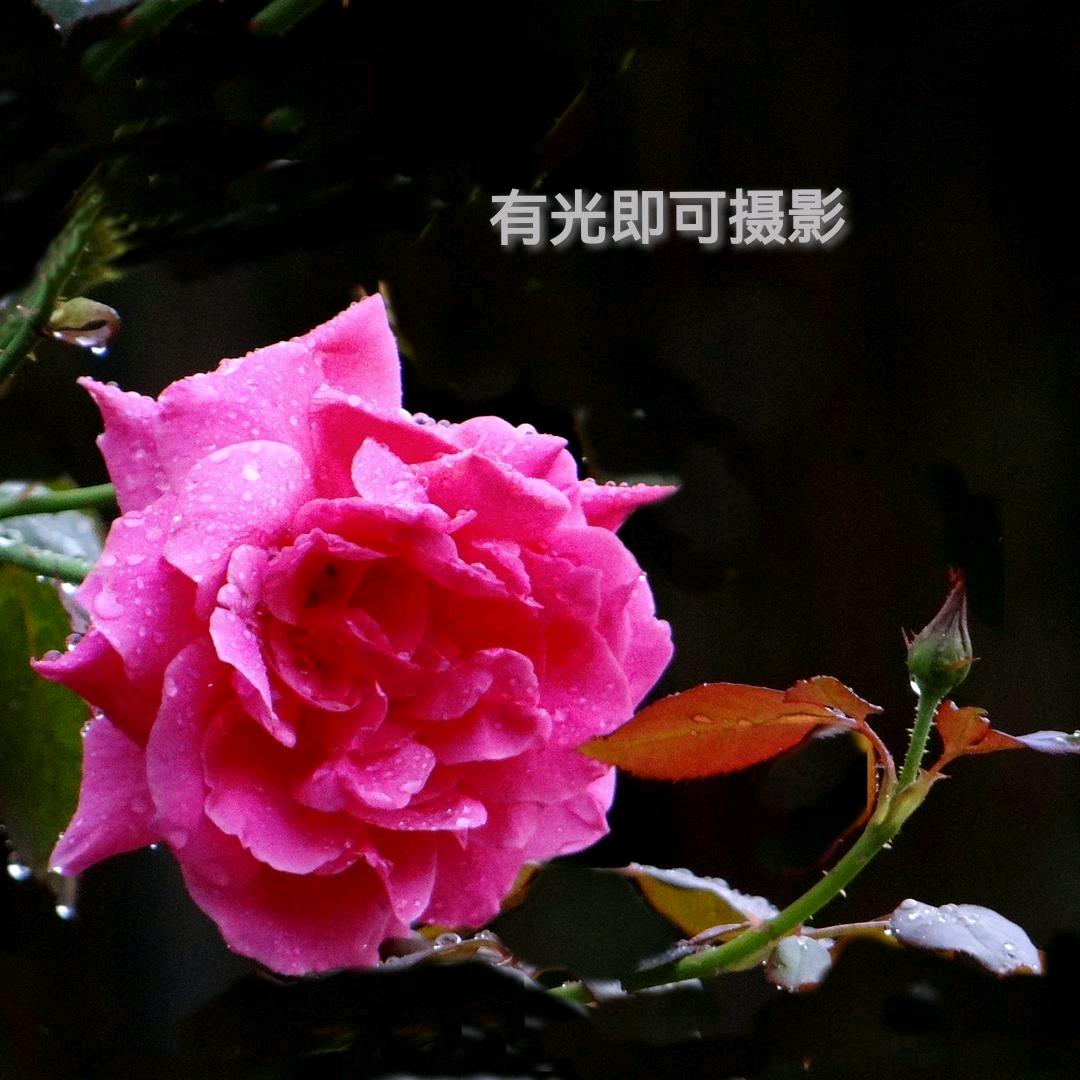 花样年华爱影