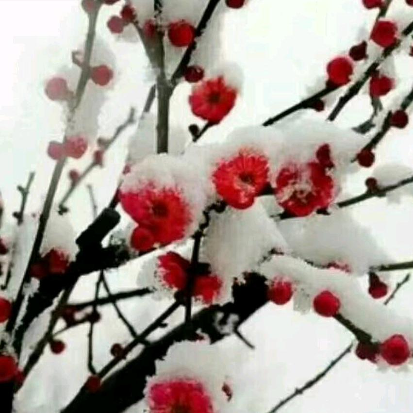 🌺 冬梅 🌺