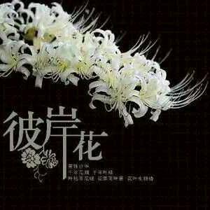 草原上的格桑花