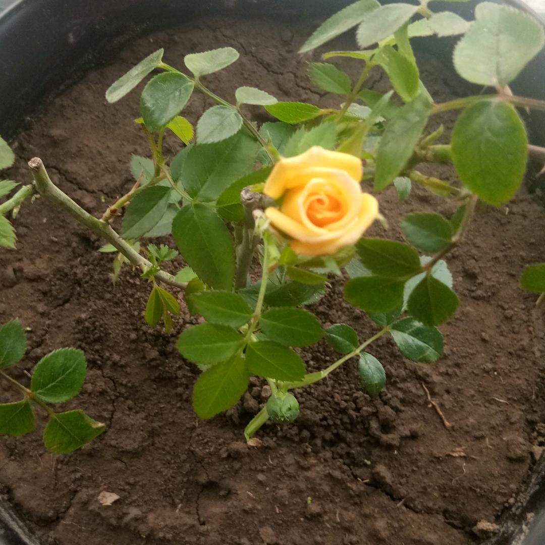 开心🌹每一天🌷