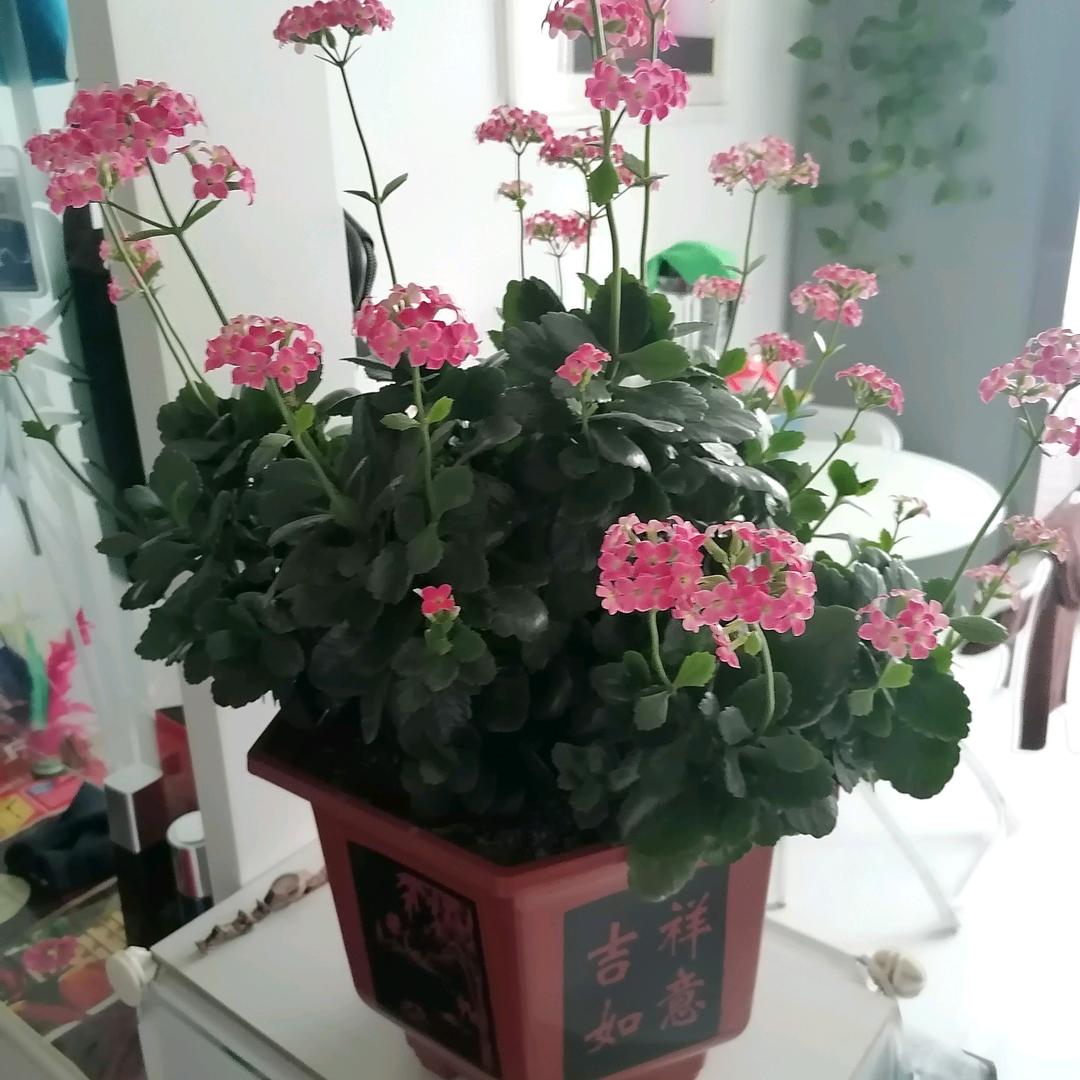 芳