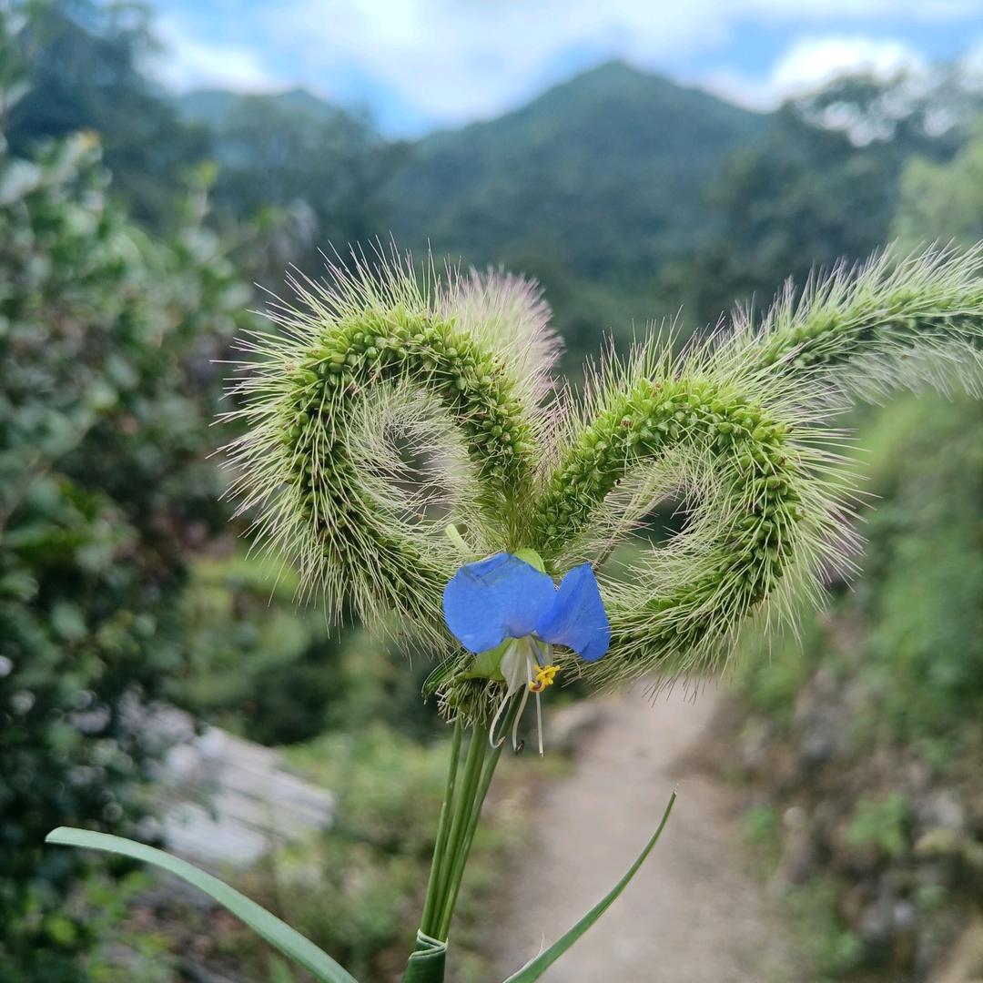 宝相花民宿(三清山店)官方号