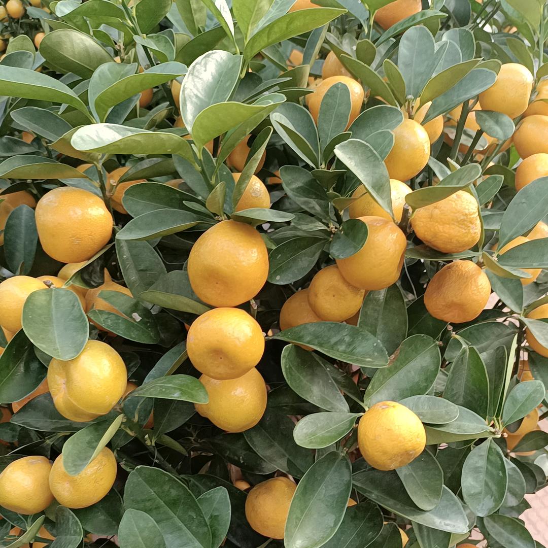 🍀封❤所爱🍀