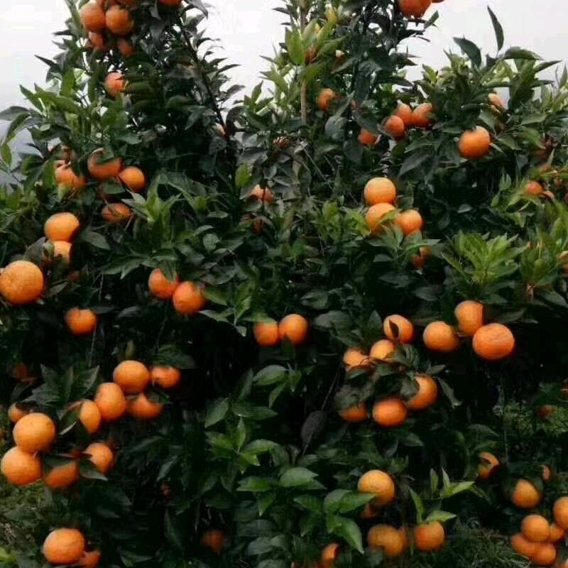 椰箩登峰果树苗木专卖店