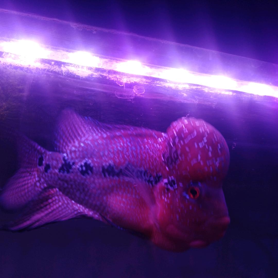 南环桥花鸟鱼虫津源水族