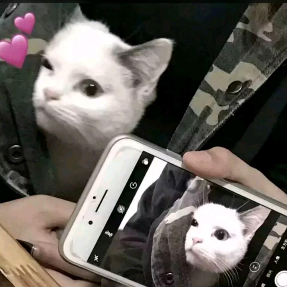 几张糊照.