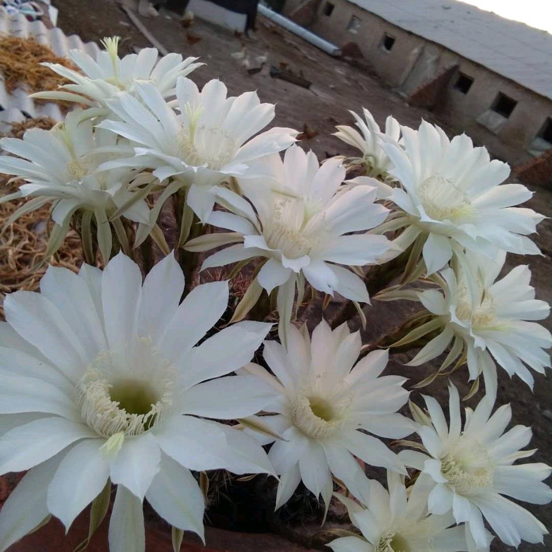 慧