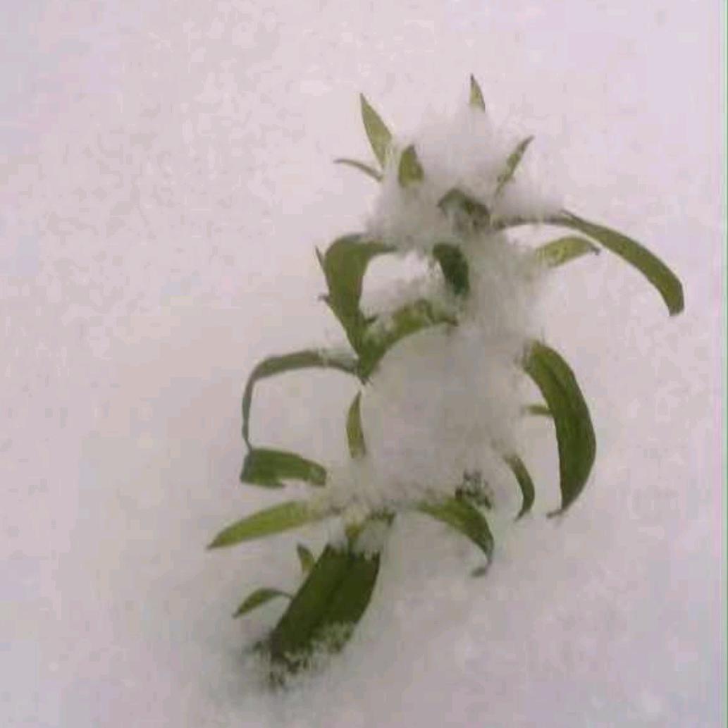 寒风飘雪（限评中…😴）