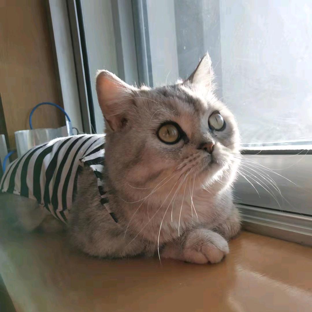 点点是只小猫咪