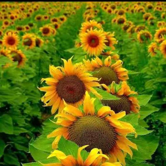 顺其自然就来好运