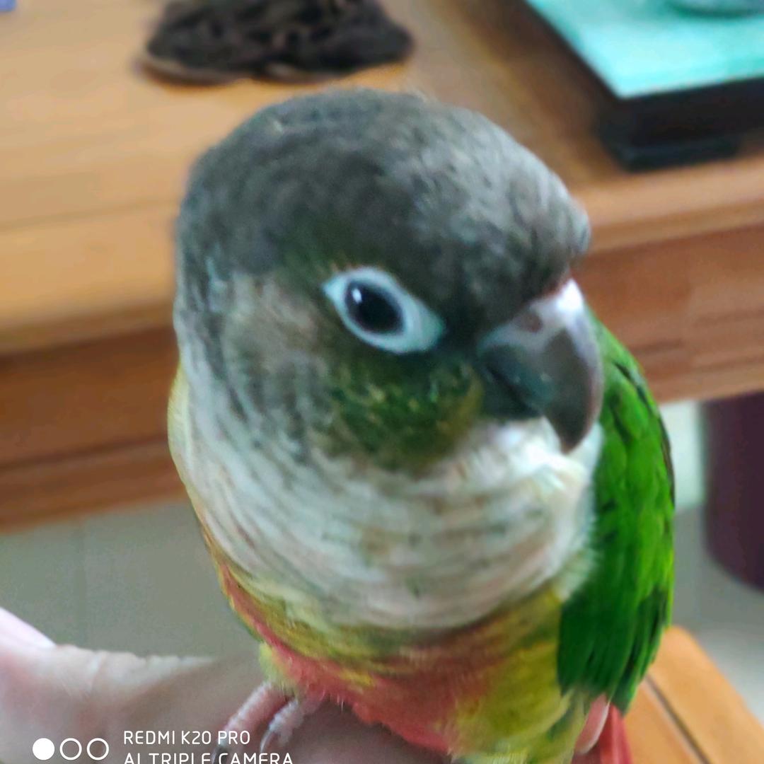 钧头像