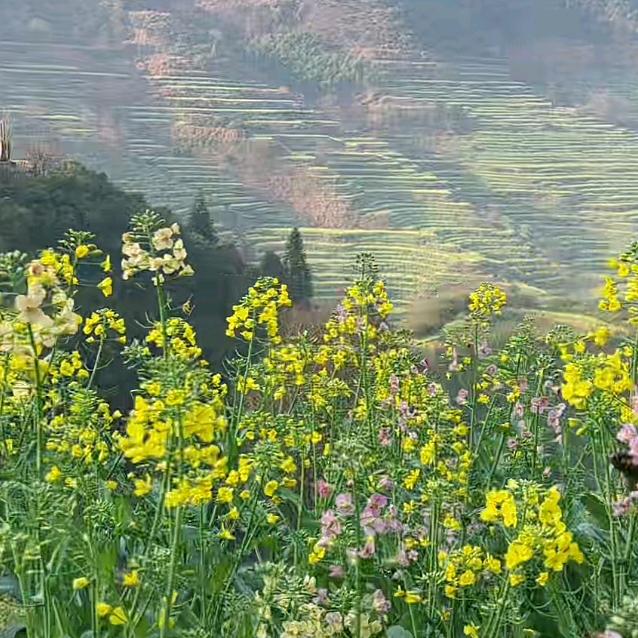 风凰